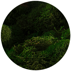 Mountain Oak Moss