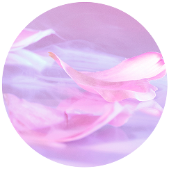 Peony Petals