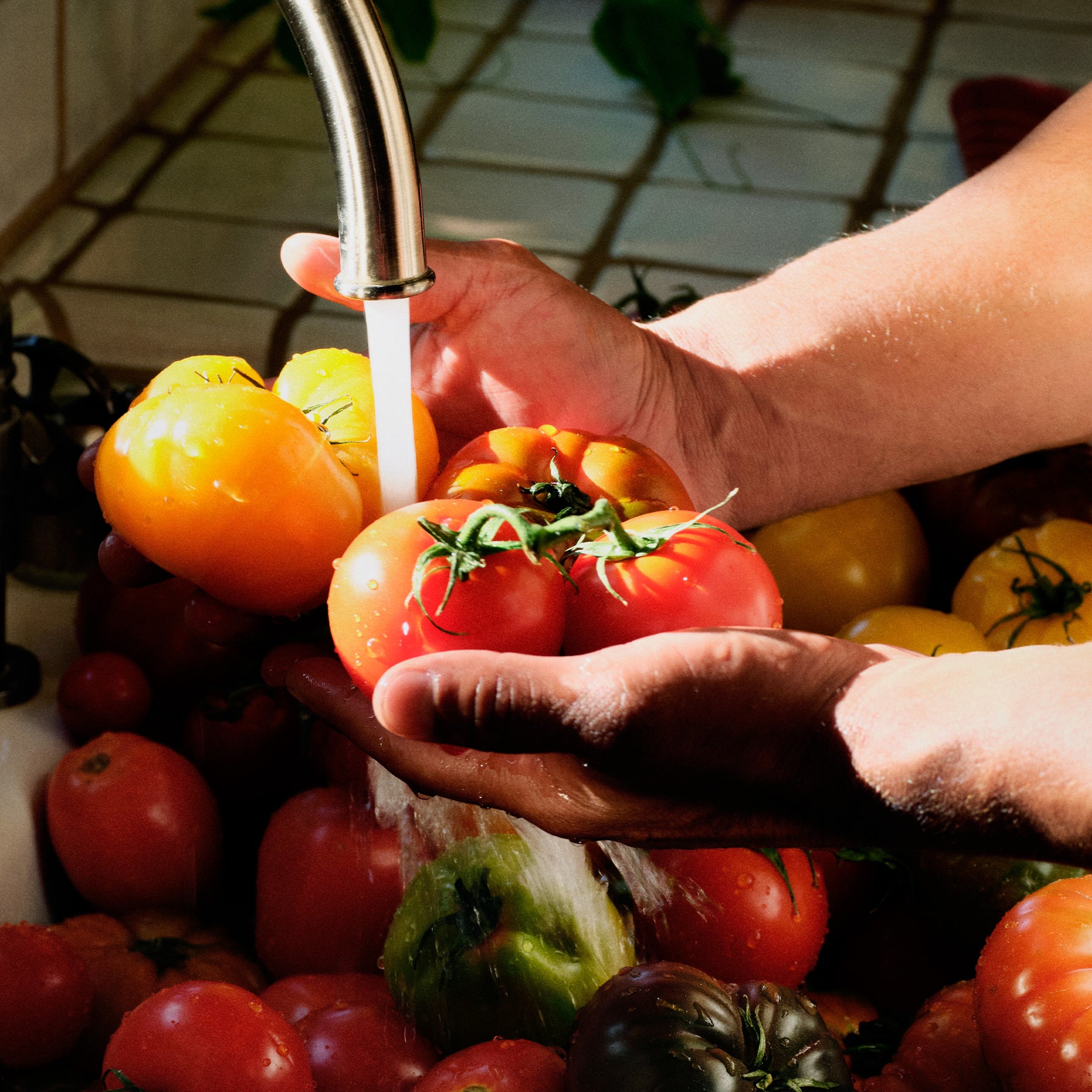 Tomato Trellis - Starter Kit